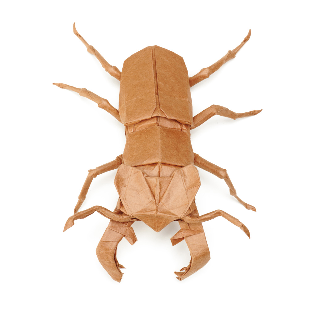 Lucanus maculifemoratus